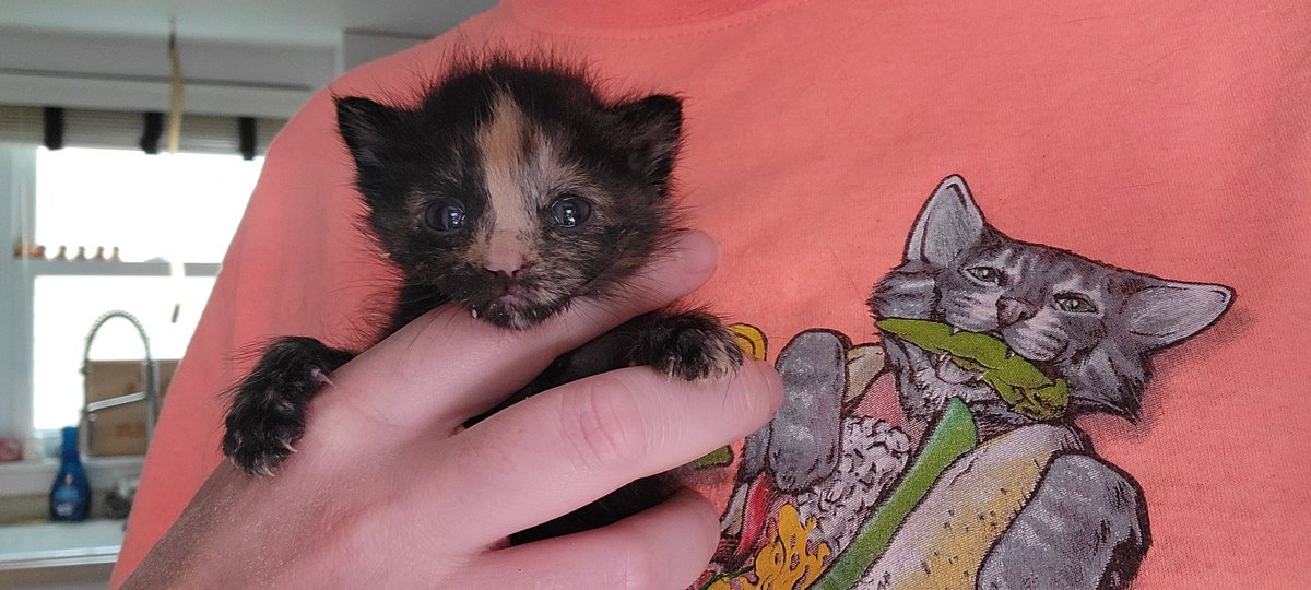photocatkate's tweet photo. To make up for my transgressions of celebrating  Sport Pepper on Thursday this week... here's an adorable photo of my new foster kitten Marigold right before an evening meal! #sportpeppertuesday #foreverfortunatefelines @sportpeppercat https://t.co/MuQTJuXBYd
