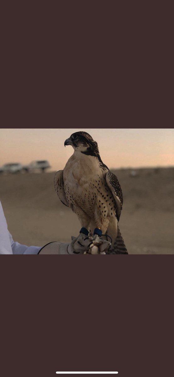 الحر لا صكّت عليه الحبايل 
يشهر وتاتي له من الله فِضيّه 

 ⁃ الأمير تركي بن حميد .