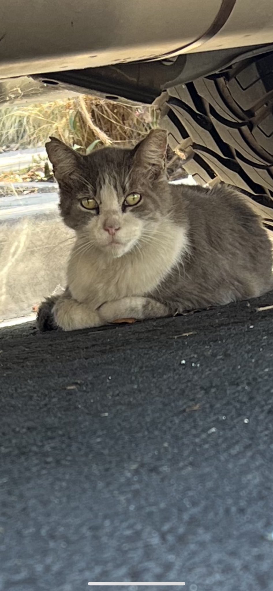 Catsen on twitter hi twitter i need your help forward this to