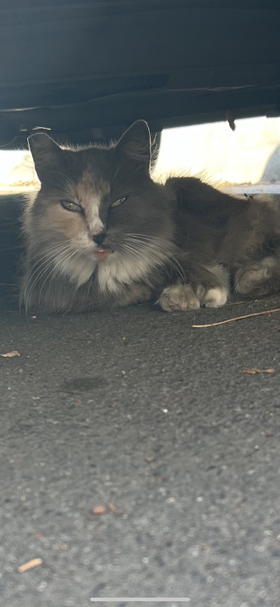 Catsen on twitter hi twitter i need your help forward this to