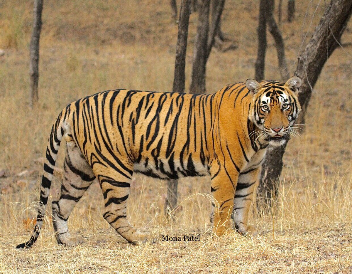 MonaPatelT's tweet photo. If there’s one place we go above all others when we need to relax it’s the forest. We take it for granted, the world that we love - and we're destroying it so quickly.
Give your love to those that give life to you! 🐅❤️
#BBCWildlifePOTD #Ranthmbore 🐅
#ThePhotoHour #natgeoindia https://t.co/3lLWyEWheC