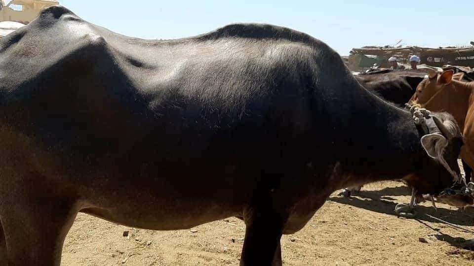 انا مش ساحره بس لو قلبت الشاشه هيبقوا جموستين