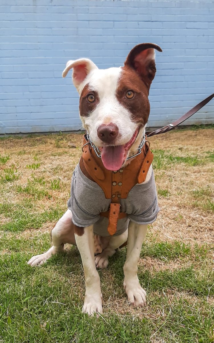FundacionToby's tweet photo. Este cachorro pasó del infierno a una vida diga y hoy está listo para encontrar hogar.

Se llama Duque y tiene año y medio.

Nos ayudan a dar RT hasta que esté sobreviviente encuentre hogar para siempre?

Informes con su héroe sin capa, su rescatista 👇
@rortiz_73 https://t.co/SbbjZiP8WM