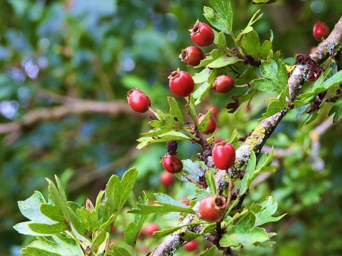 Chrisphotos19's tweet photo. #berries #redberries #tree #stick #leafs #countryside #countrylife #picture #photo #photography #photographer #snapseed #canon #canonphotography #canonsx540hs #berrytree #bush https://t.co/hOBKWUEe9J