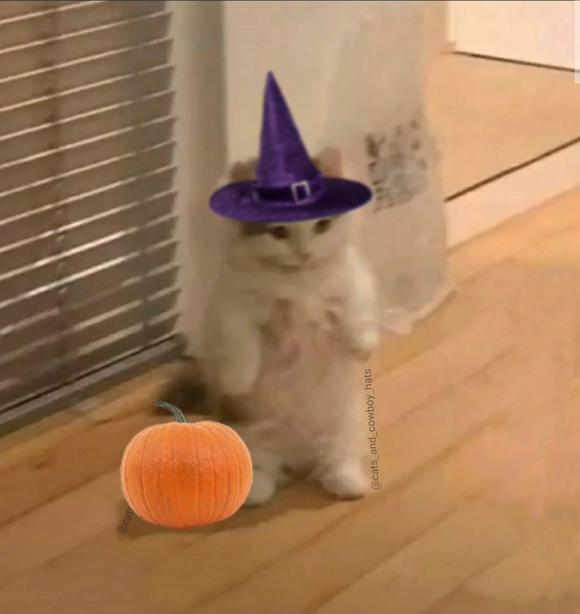 Cats And Cowboy Hats (@cowboycats) on Twitter photo 