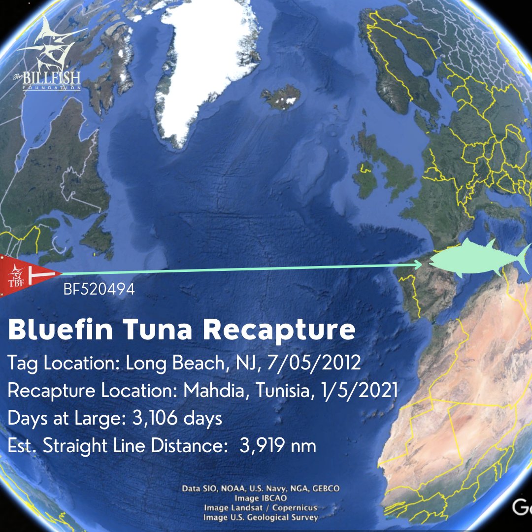 TagBillfish's tweet photo. With the original tag and recapture occurring more than 3,100 days apart and nearly 4,000 nautical miles for this Bluefin Tuna, it’s loops like this that really show how incredibly important tag and release data can be for scientific discovery. https://t.co/hcpHOkj1jd