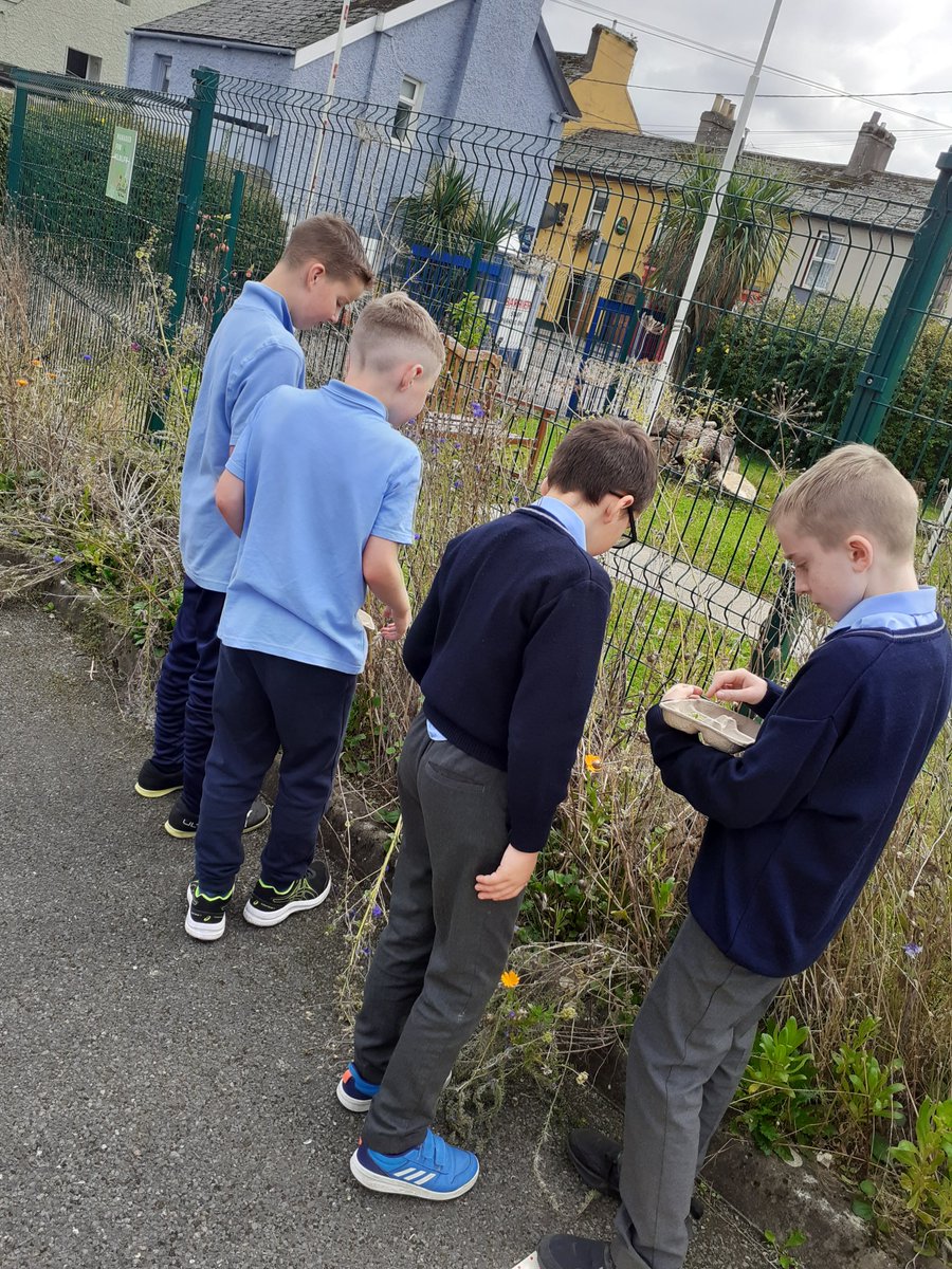 stmaryscbs (@stmaryscbs) on Twitter photo 5th class collecting seeds in the sunshine today🌱🌞thanks to Ms Murray for her expertise🙌
<a href="/GreenSchoolsIre/">Green-Schools</a> 5th class collecting seeds in the sunshine today🌱🌞thanks to Ms Murray for her expertise🙌
<a href="/GreenSchoolsIre/">Green-Schools</a>