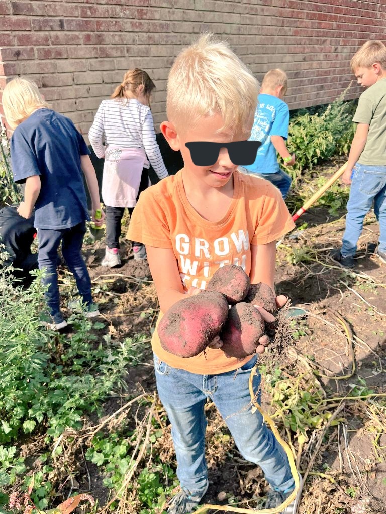 Vilka fina potatisar eleverna grävde upp ur potatislandet. -"Det känns som en skattjakt"
#lidskol #potatis #skolträdgård #frånjordtillbord #skattjakt