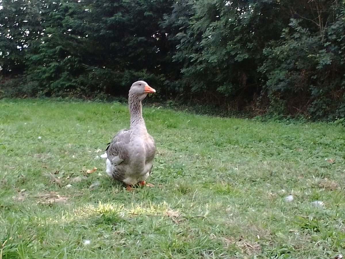 Robertahuckle's tweet photo. Well, I just have to end this evenings tweeting with an 'I Love Cookie Post'  So here she is.
We love you Cookie.  

#ilovecookie #geese #farmlife #france #normandy https://t.co/cbCLtZUXX6