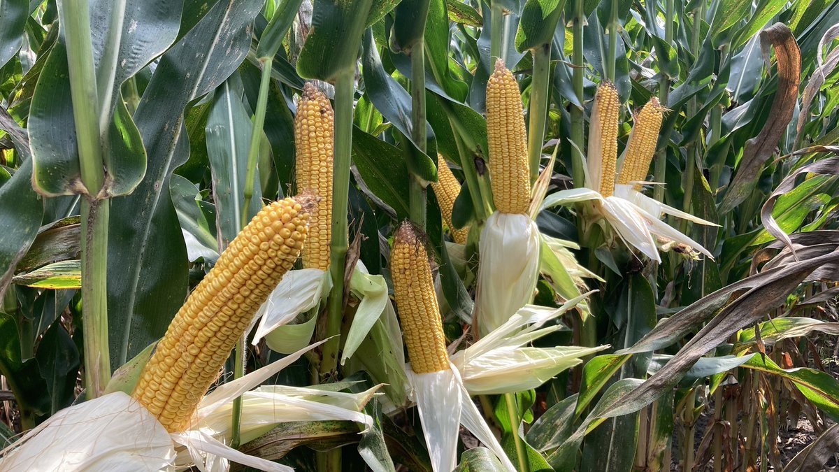 knoll_eric's tweet photo. New experimental in a field with heavy tar spot pressure in SE MN. https://t.co/vFgQ7Eb1UI