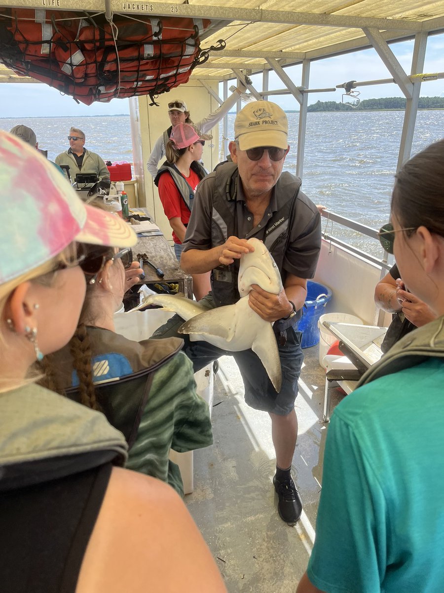 CCUScienceDean's tweet photo. Okay…I don’t know how to say this better…That was AWESOME‼️Our @CCUChanticleers #MarineScience students with Dr. Dan Able and our marine science grad students catching, studying, releasing juvenile sand sharks‼️#experientiallearning #highimpactpractice #undergradandgradresearch https://t.co/eQVz0lSwGb