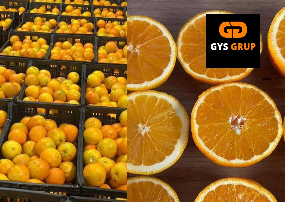 gys_grup's tweet photo. Empieza el colegio, el invierno...❄️📚 Y el cítrico !🍊
Quieres un zumo solo, 1 palet o un camión 😉
Solo tienes que ponerte en contacto en 👇
➡️ lourdes@gysgrup.com
➡️ https://t.co/wy3rUyySAD
 #naranjas #orange #ventaalpormayor #citricos #fruit   #venta #valencia #mercavalencia https://t.co/AlU9NPIXf3