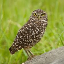 hockeychunk's tweet photo. @MLBOrganics Burrowing owl? https://t.co/08sjaKg7xF