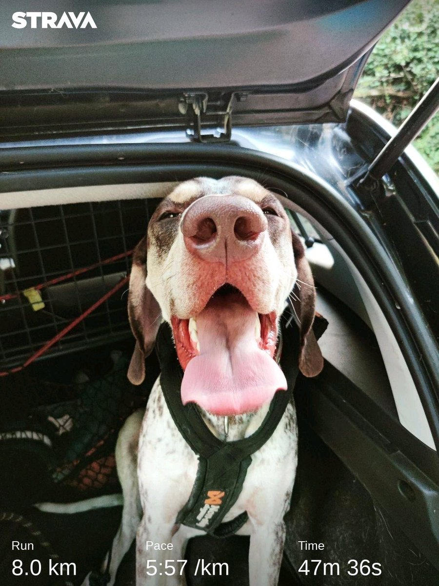 CanicrossRoutes's tweet image. Check out my activity on Strava: strava.app.link/fRtEhtYNltb #canicrossroutes #runwithdogs #ESD #Canicross