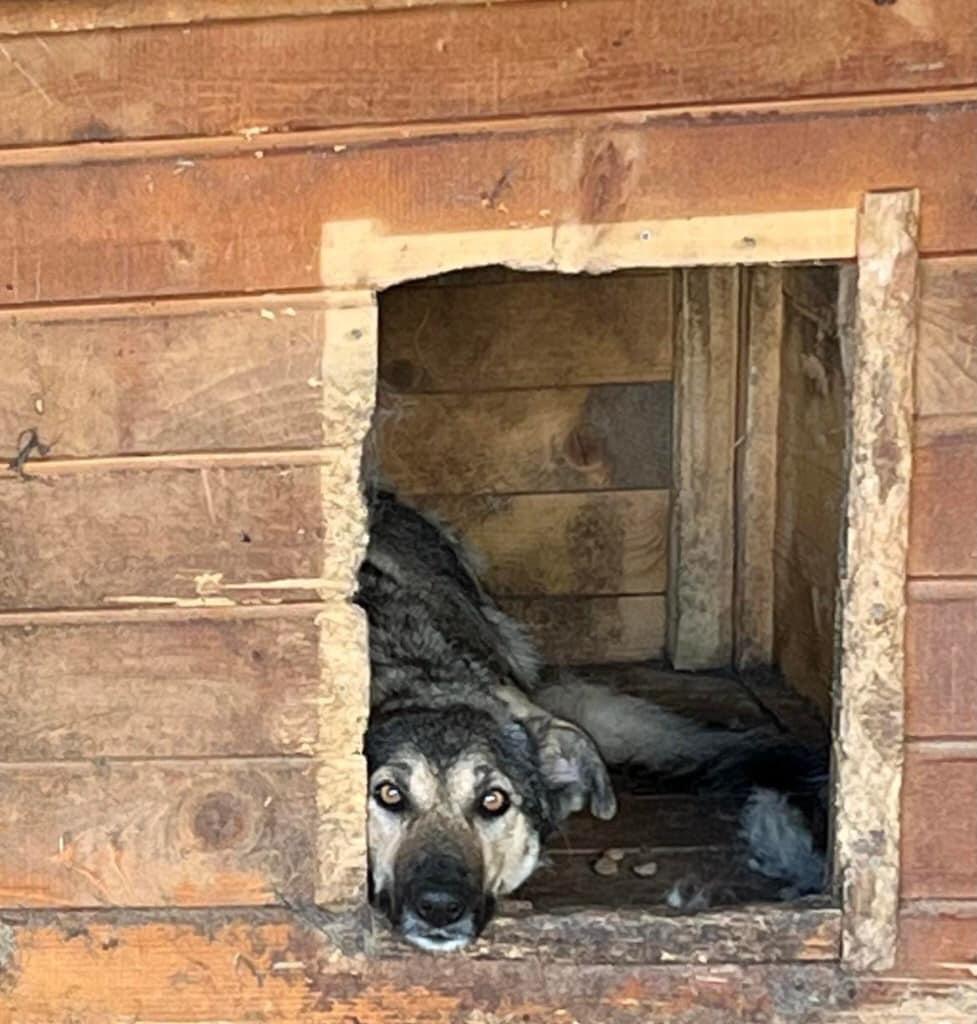 With the transport ban still in place, our shelters are overcrowded and fights are breaking out among the dogs which has already led to some fatalities.😭
We have been asked to euthanise some of our oldest dogs to make space, but we don't want to do that 😞
#saveashelterdog