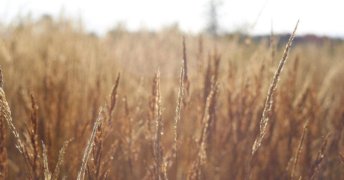 Ny markedsstatistikk fra VFF viser at til tross for urolige tider ble det totalt nettokjøpt verdipapirfond for 0,9 milliarder kroner fra norske personkunder i august. Det meste ble plassert i aksjefond. bit.ly/3BiJnHp #verdipapirfond #sparing #fondssparing