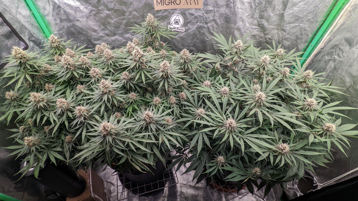 TempleGrower's tweet photo. They're turning purple!💜 Full-ass 2x4 tho - two #MonsterCrop Forbidden Dream chunking the f*ck out. Should be a hefty yield.. hopefully at least 1.5g/W! 💪🌱
#GrowYourOwn #Cannabis #TempleGrown https://t.co/snL93YdJwV