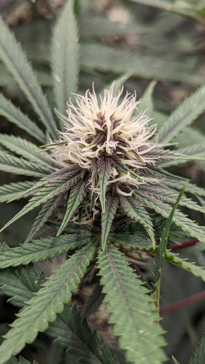 TempleGrower's tweet photo. They're turning purple!💜 Full-ass 2x4 tho - two #MonsterCrop Forbidden Dream chunking the f*ck out. Should be a hefty yield.. hopefully at least 1.5g/W! 💪🌱
#GrowYourOwn #Cannabis #TempleGrown https://t.co/snL93YdJwV