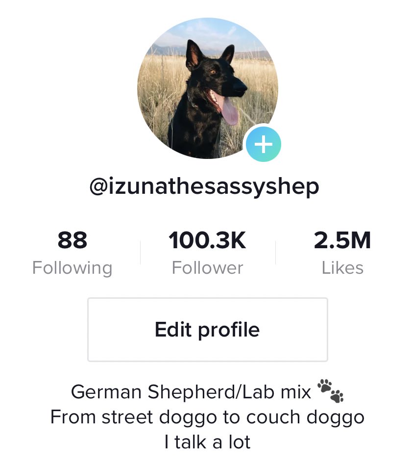 SnyGuy_'s tweet image. Congrats on 100K you spoiled little punk. It’s not like I work hard at social media content creation or anything like that… Anyone want a dog?