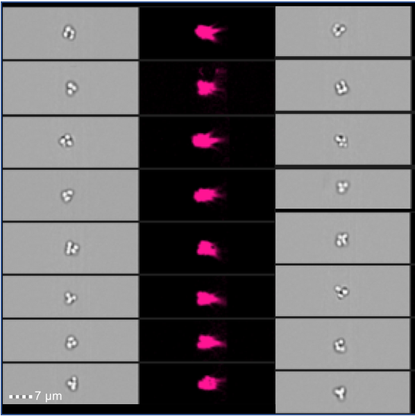 DrAnnPower's tweet photo. #Pediococcus a sociable bacterium that likes to hang out in #tetrads (shown) when they are growing until they get stressed out
@FrontCellInfect publication: https://t.co/uvXyMnfJ9j
@SariqaWagley #microscopy #luminex #imagestream #bacteria #microbiology #microbes #phenotype https://t.co/6yiUjmzYSH