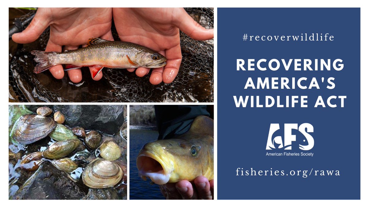 AmFisheriesSoc's tweet photo. Wow, a recent survey by Responsive Management finds that 70 percent of Americans support the Recovering America’s Wildlife Act! Let your US Senators know you want them to vote yes on this historic conservation legislation and #recoverwildlife: https://t.co/Gkh2Eq8LGV https://t.co/Fss2V6MyMG
