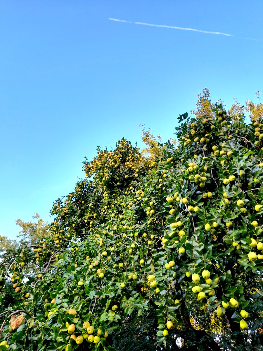 lisa_r78's tweet photo. @Cucina_Italiana #Giuggiolo mio 😉🥰😍🌳 https://t.co/KkeJNEJkGA