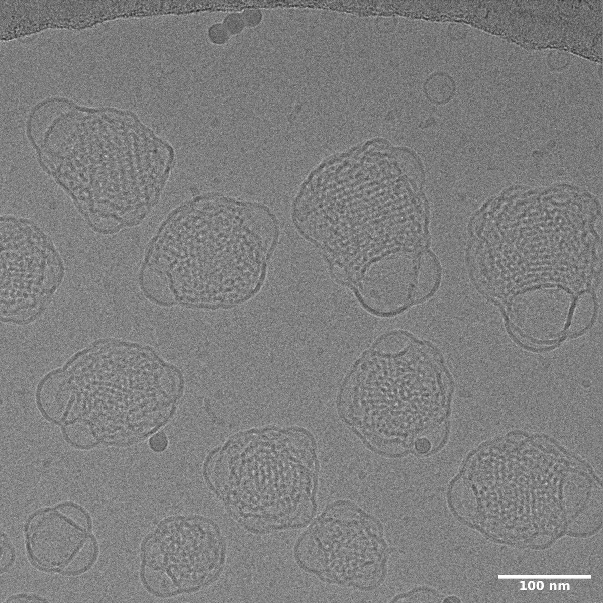 t_goral's tweet photo. Lipidic cubic-phase nanoparticles (cubosomes) are really fantastic objects to look at under #CryoEM
Check out how they can be used in anti-cancer treatment in a recent paper from our user:
https://t.co/4Xd8iSBinc https://t.co/iYm6Ykkjc1
