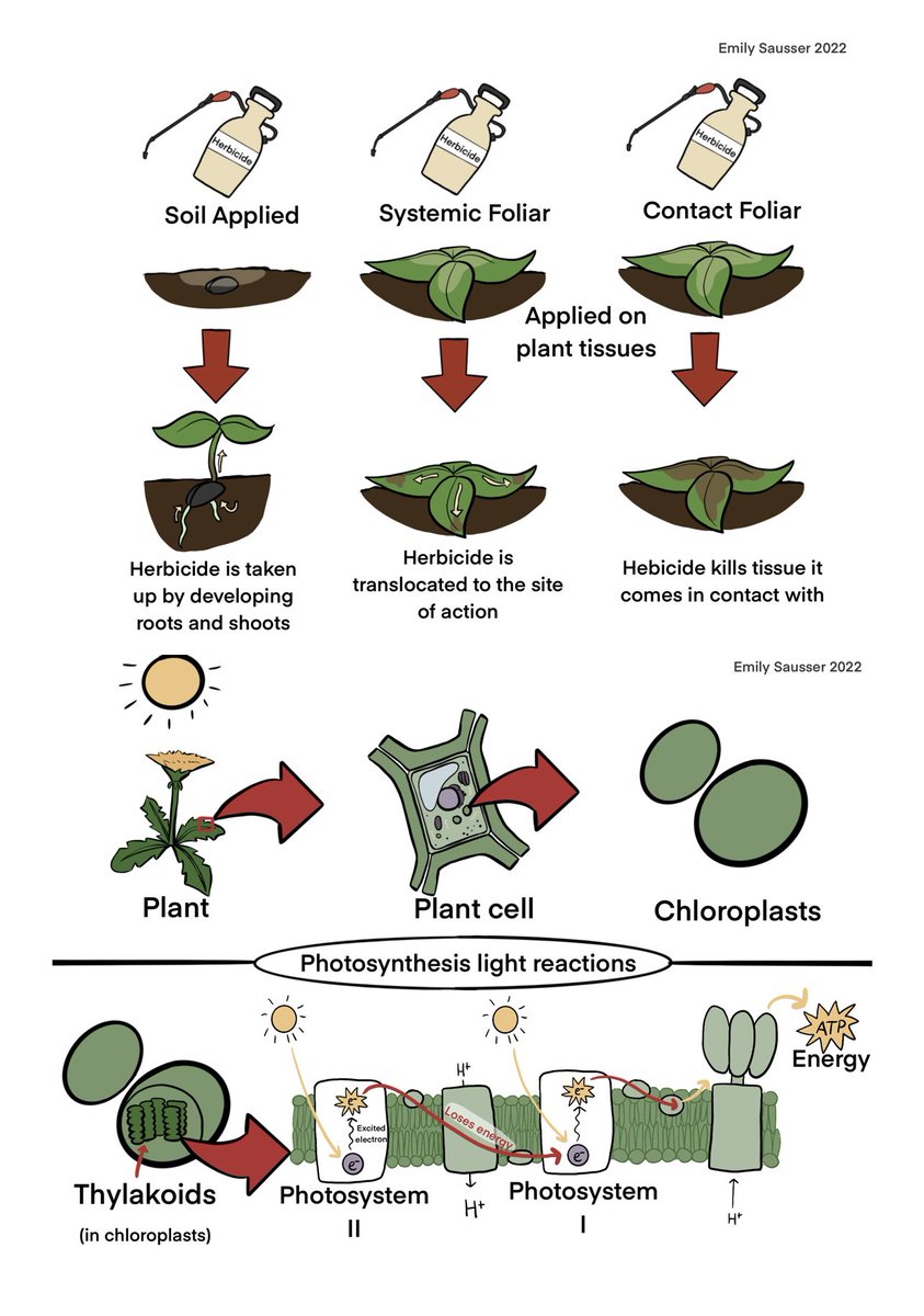 LynnSosnoskie's tweet image. Working with an amazingly talented @LVC undergraduate to put together images and text describing herbicide activity and symptomology. She’s awesome!