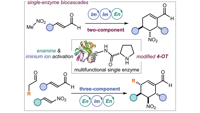 Enantioselective Biocascade Catalysis with a Single Multifunctional Enzyme (Melchiorre) <a href="/Melchiorre_P/">Paolo Melchiorre</a> <a href="/MelchiorreGroup/">Melchiorre Group</a> #AngewandteVIP  onlinelibrary.wiley.com/doi/10.1002/an…