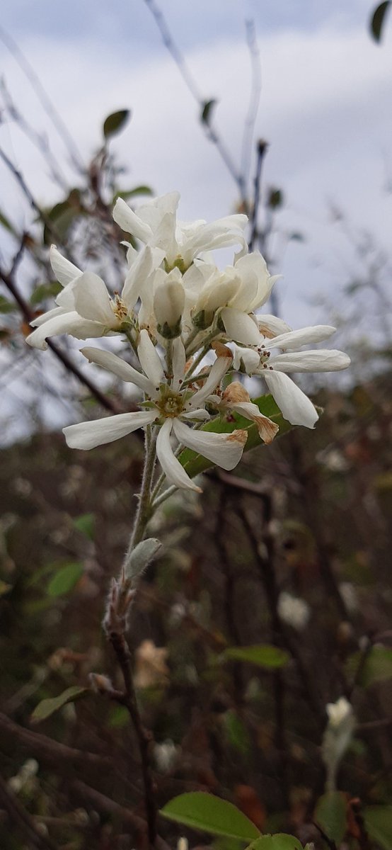frederic fosalba julià tweet media