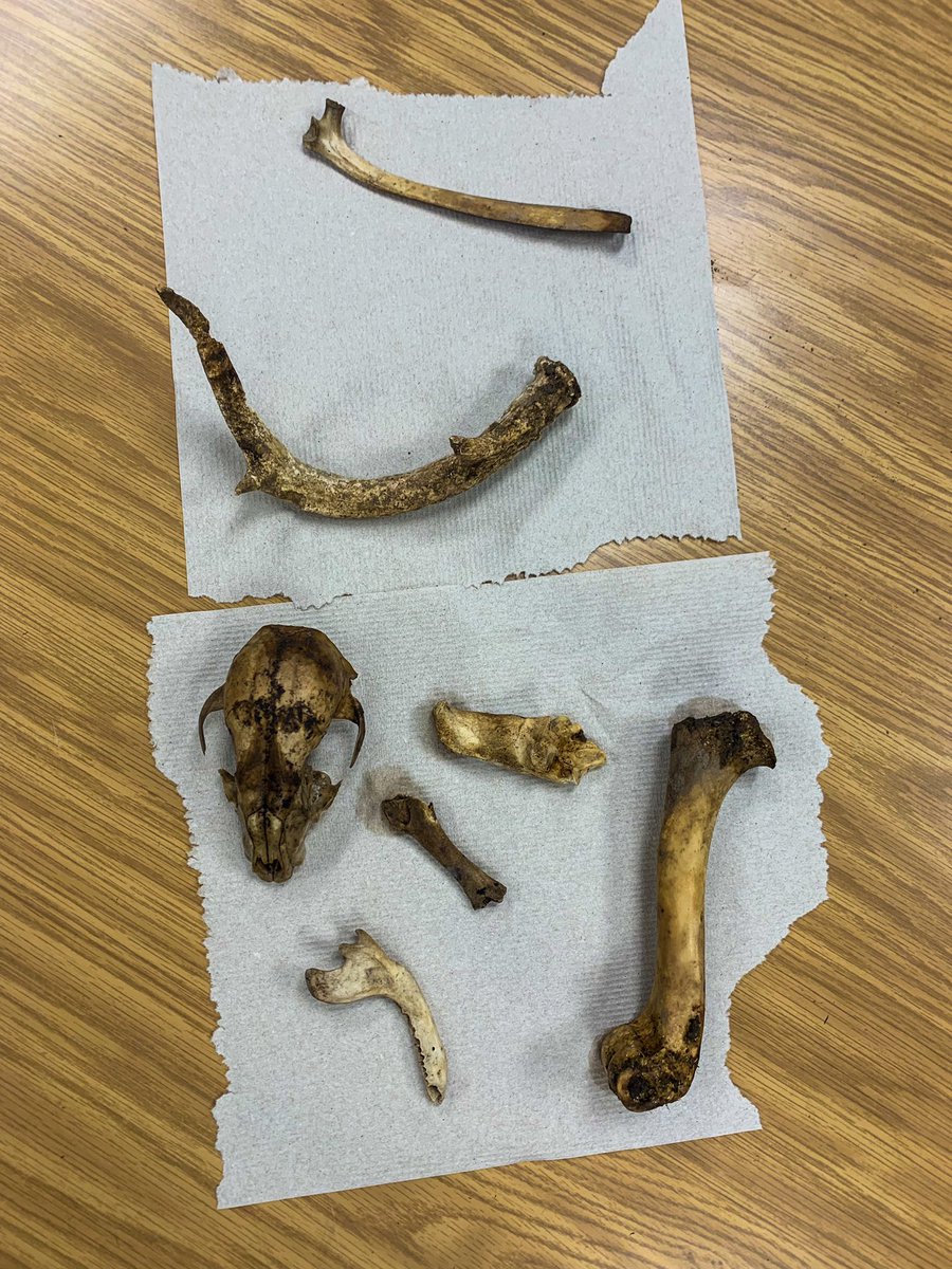 We had some good finds during outdoor learning today! Recognize any of these 🦴?