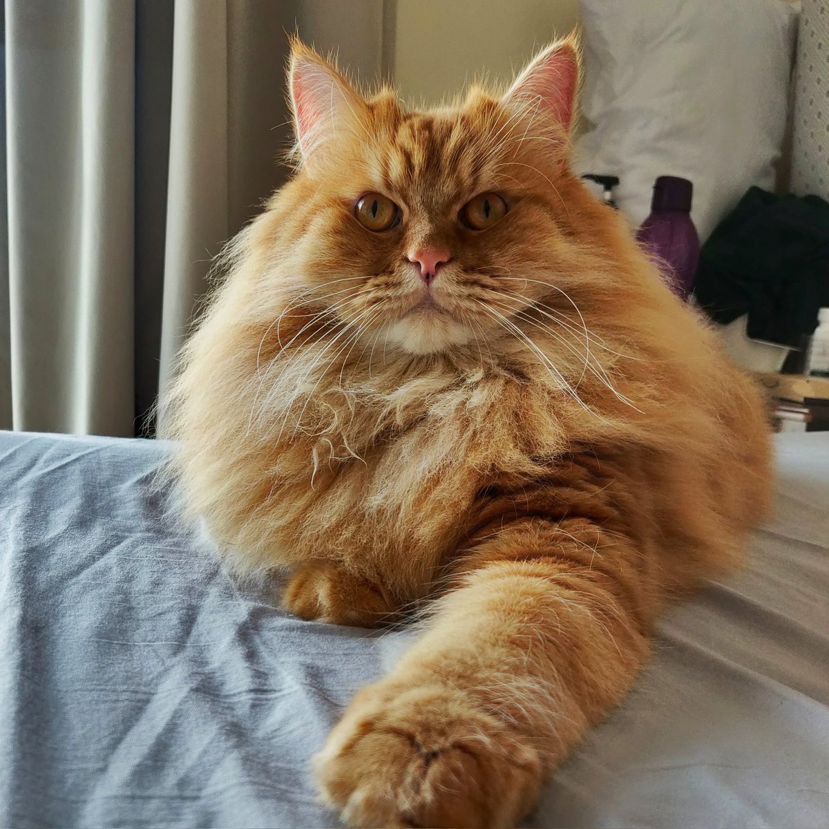 CatCooperation's tweet photo. This part of the bed is taken. https://t.co/n9u7rYpiob