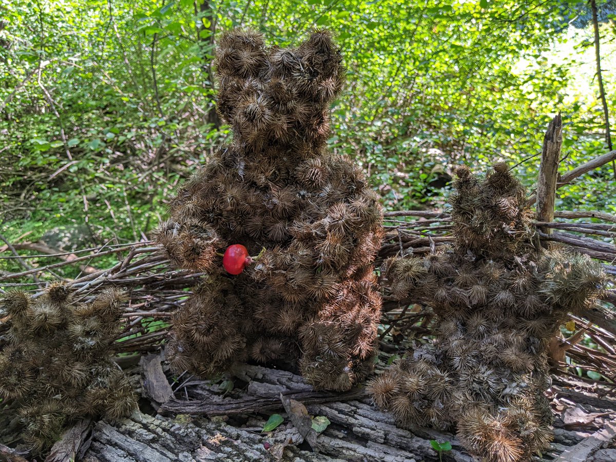 Hey Snow Bear fans, look what showed up in Kitchissippi Woods. Burr Bears and they are snacking on Wild Rose Hips. Thanks Maggie.