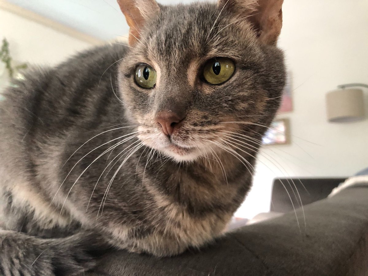 MCSR Cats tweet media