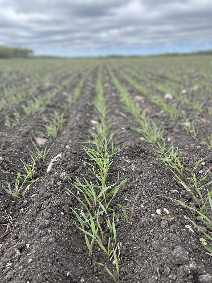 RutherfordFarms's tweet photo. KWS Trebiano Hybrid Fall Rye. This field was seeded September 2nd and already throwing leaves and quite an impressive root structure for 13 days hitting the soil!  @KWS_Group #plant23 photo taken near Teulon, MB https://t.co/l5jf0mQy5K