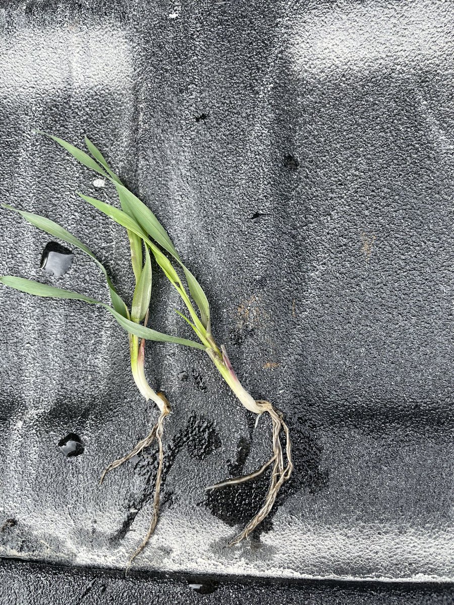 RutherfordFarms's tweet photo. KWS Trebiano Hybrid Fall Rye. This field was seeded September 2nd and already throwing leaves and quite an impressive root structure for 13 days hitting the soil!  @KWS_Group #plant23 photo taken near Teulon, MB https://t.co/l5jf0mQy5K