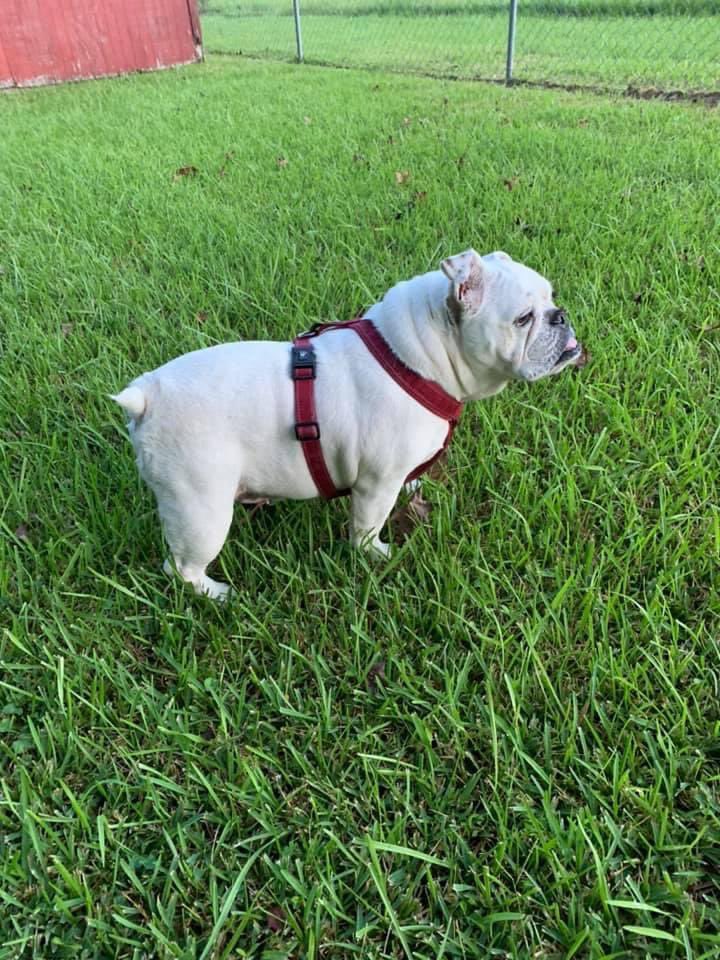 #ThrowbackThursday #dogsoftwitter #Englishbulldog Lil Dot starting her day 2 years ago! ❤️🐾🐕‍🦺❤️🐾🐕‍🦺❤️