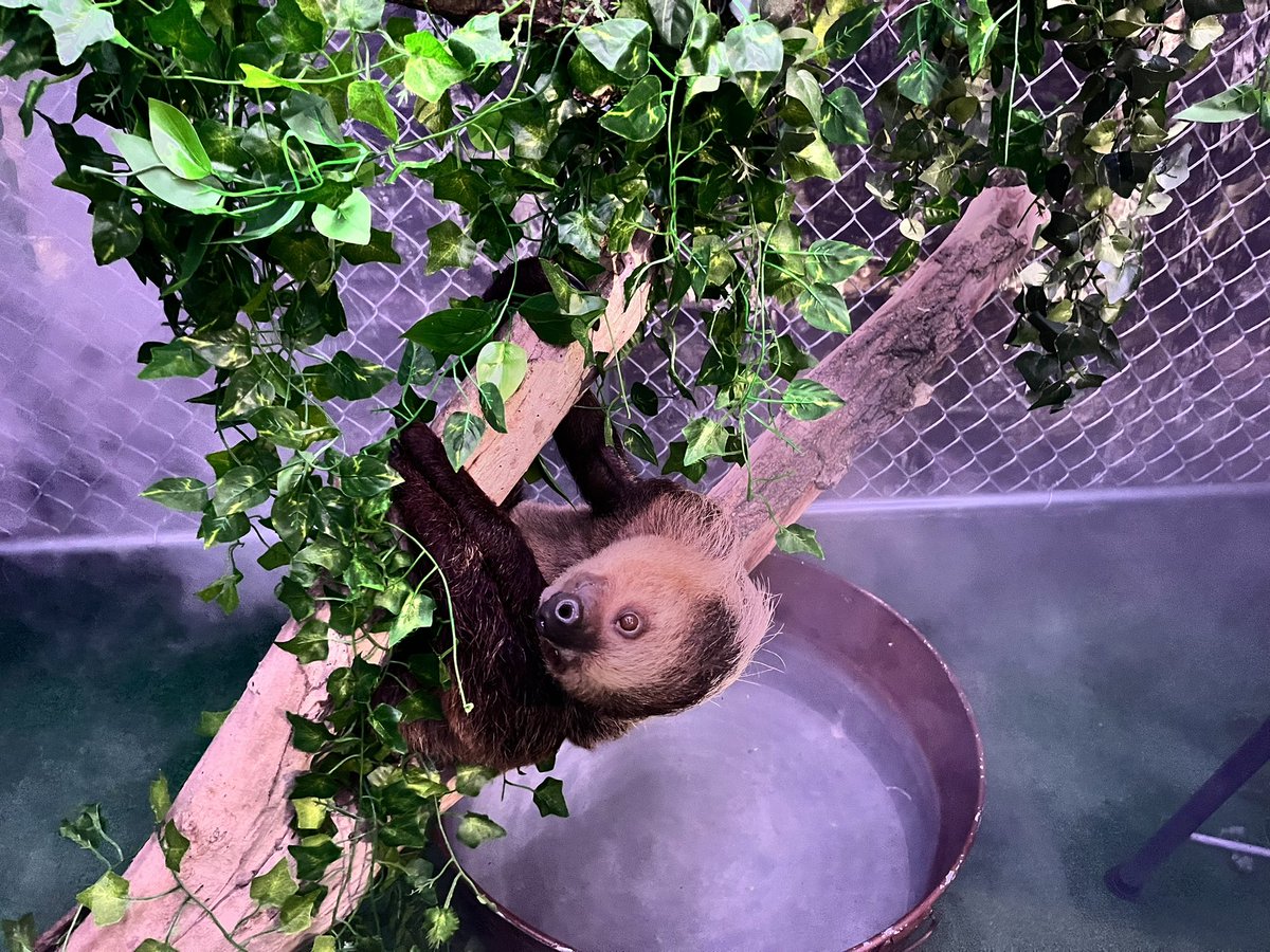 SLOTH ENCOUNTERS in Hauppauge must shut its doors immediately. According to Islip Town officials, a Supreme Court judge issued a temporary restraining order today that prohibits the business from operating. The case will be back in court Oct 6. @Newsday