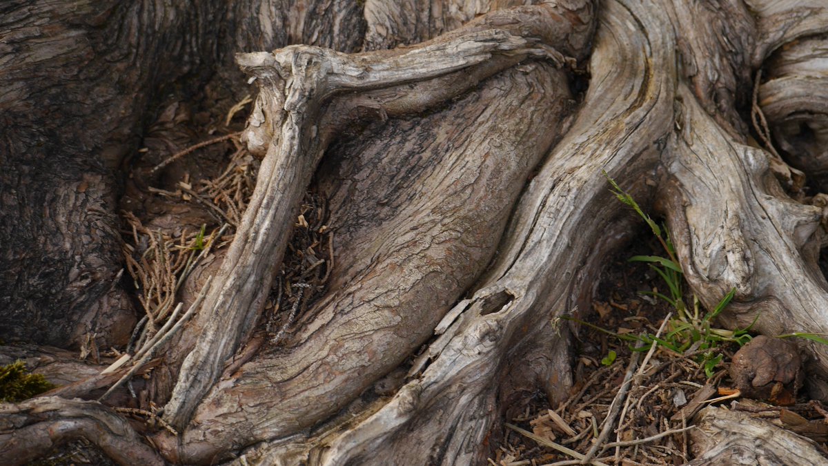 TBT-- Macro of Tree Roots by Ballyalla Lake, Ennis, Clare, Ireland. 
5:48pm April 15th 2015 
#TBT  #ThrowbackThursday #Photography #macrophotography #Macro #BallyallaLake #Ennis #Clare
