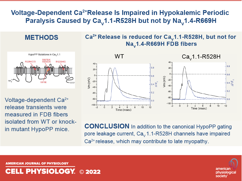AJPCellPhys's tweet photo. Voltage-dependent Ca2+ release is impaired in hypokalemic periodic paralysis caused by CaV1.1-R528H but not by NaV1.4-R669H

New #ResearchArticle by Dr. Marino DiFranco and Dr. Stephen C. Cannon of @dgsomucla 

https://t.co/J9BMBsVipe

#skeletalmuscle #calciumchannel https://t.co/iKIvbJOnTe