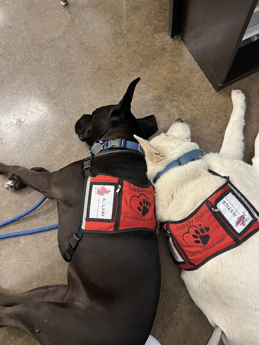 What lockdown, we’re taking a nap-Aulani &amp; Justice 🐾