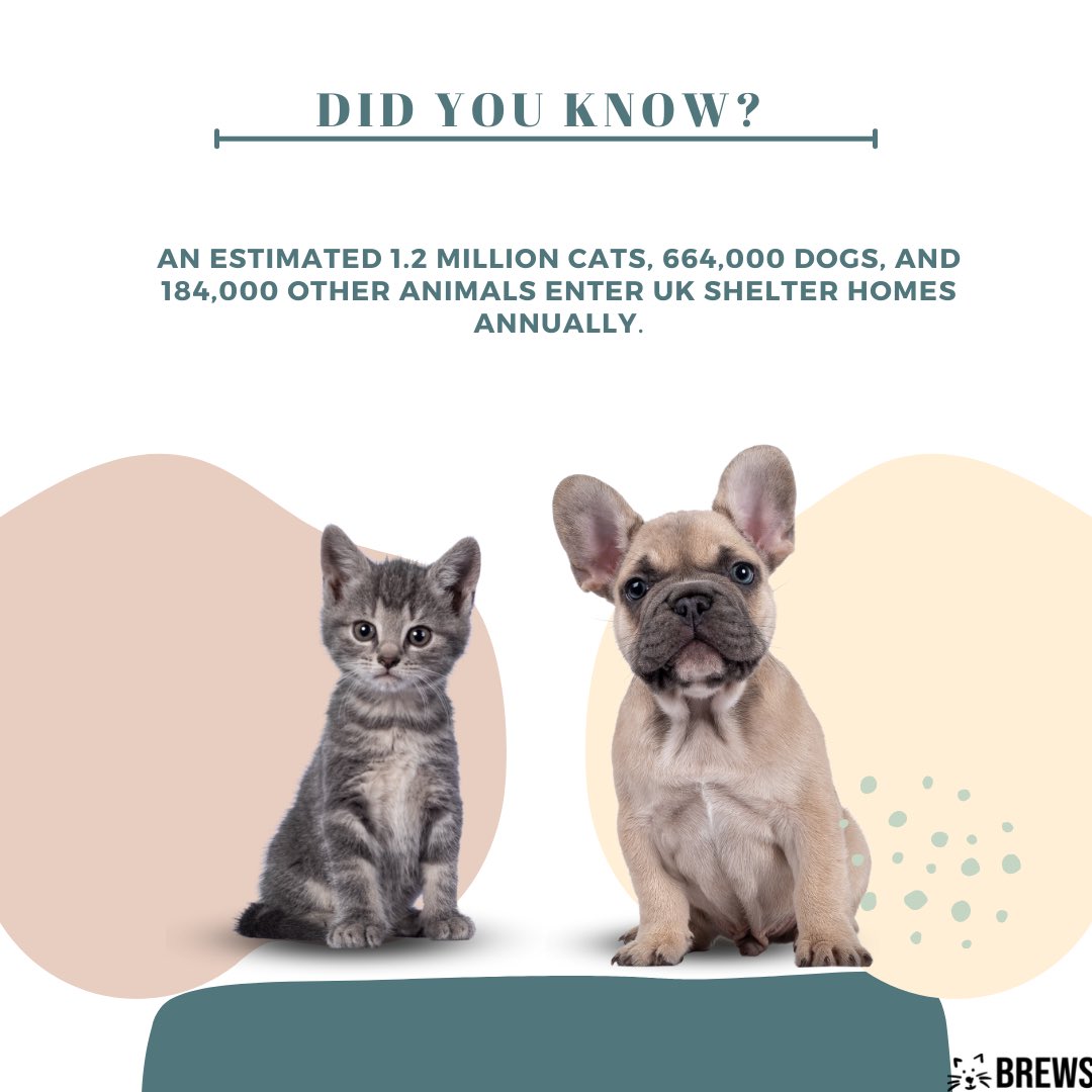 brewsuk's tweet photo. Welcome to BREWSUK. Our mission is to save abandoned cats and dogs in the UK, while you enjoy our fresh and premium selection of coffee. #adoptdontshop
#animalshelter  #uk #shelterdog
#Cats https://t.co/Ra8z26m6Aa