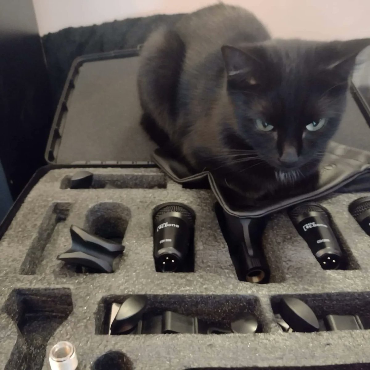 My makeshift office for the day recording The Gator with a special appearance from my wee pal at the end.

#recording #recordingstudio #recordingengineer #blues