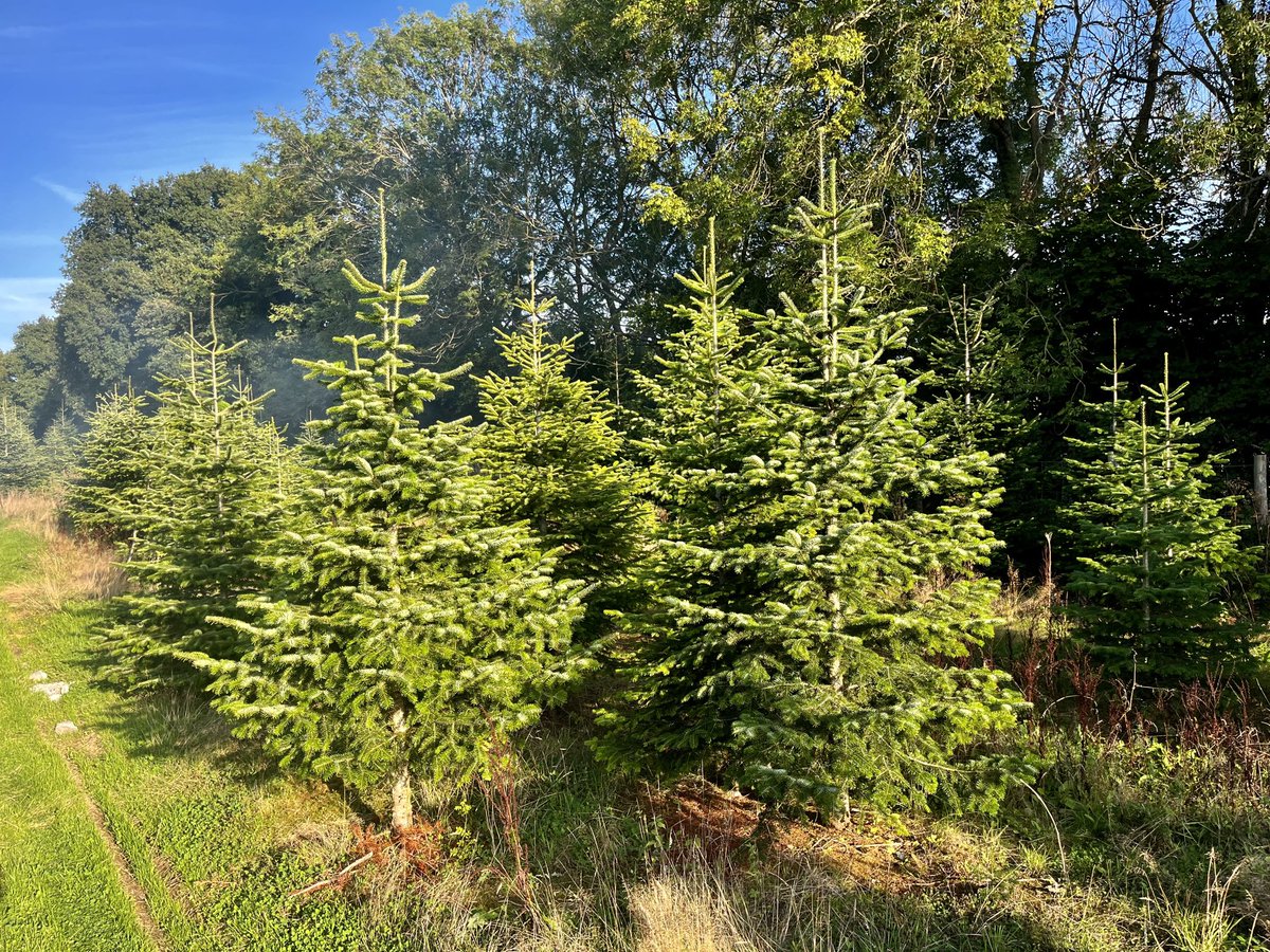 Only September, but hard at work in the plantations. SPECIAL deal on THIS plantation. All trees 🌲 big and small £25 each. 5 ft to 15 ft. No pesticides. No artificial fertilisers. Beautiful ⁦<a href="/nordmannfir/">.</a>⁩ ⁦<a href="/HampshireFare/">Hampshire Fare</a>⁩ #keepitlocal PLEASE RETWEET