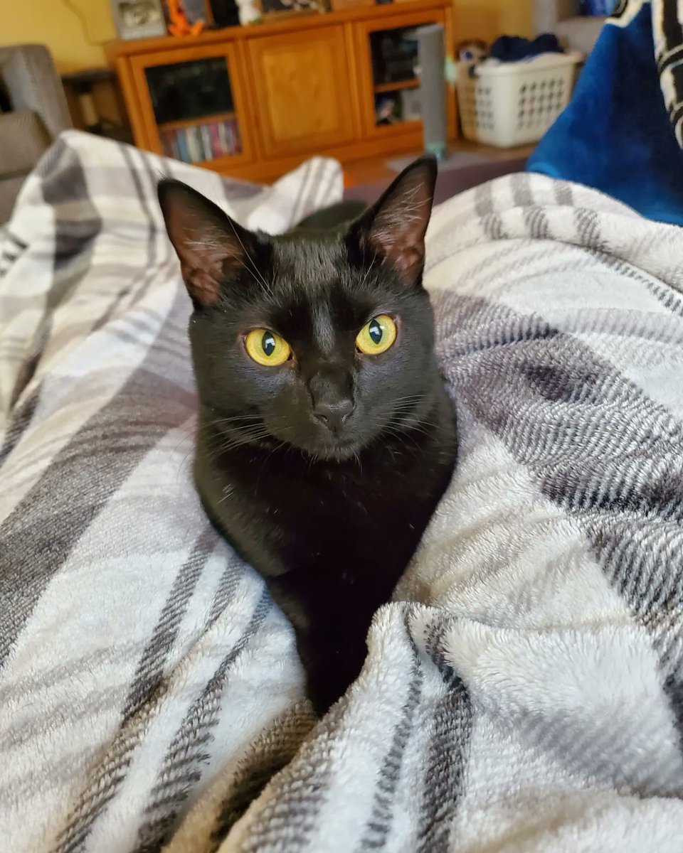 Kayla (Kayak) Gibson tweet media