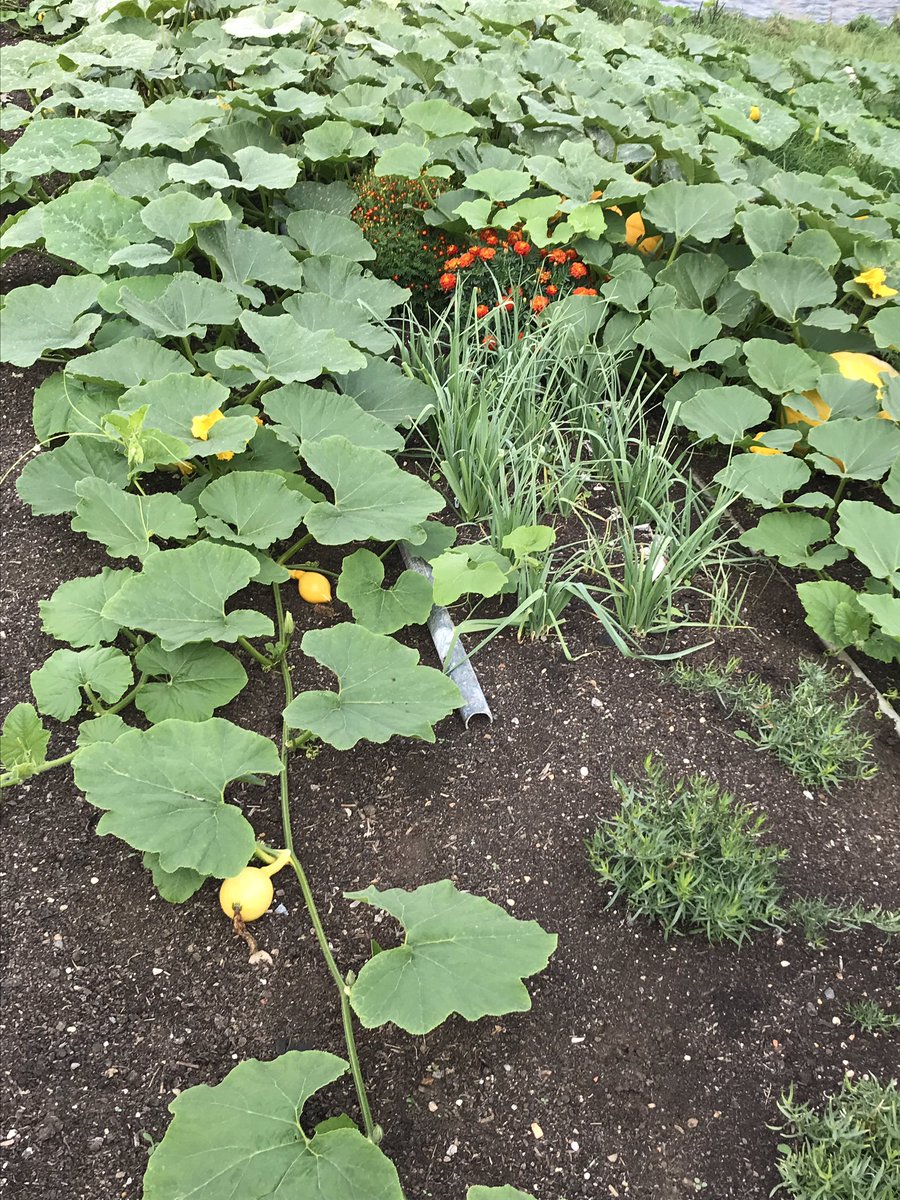 sixinchessoil's tweet photo. Producer @mackenzieclair2 visited stunning @briar_farm near Willingham, S Cambs. Their plans & visions for an #agroecological farm are inspiring. 🙏 for showing me around & look forward to seeing how your farm is #regenerated. #newentrants #nodig #localfood #smallfarmfuture https://t.co/Maa6LsoHRZ