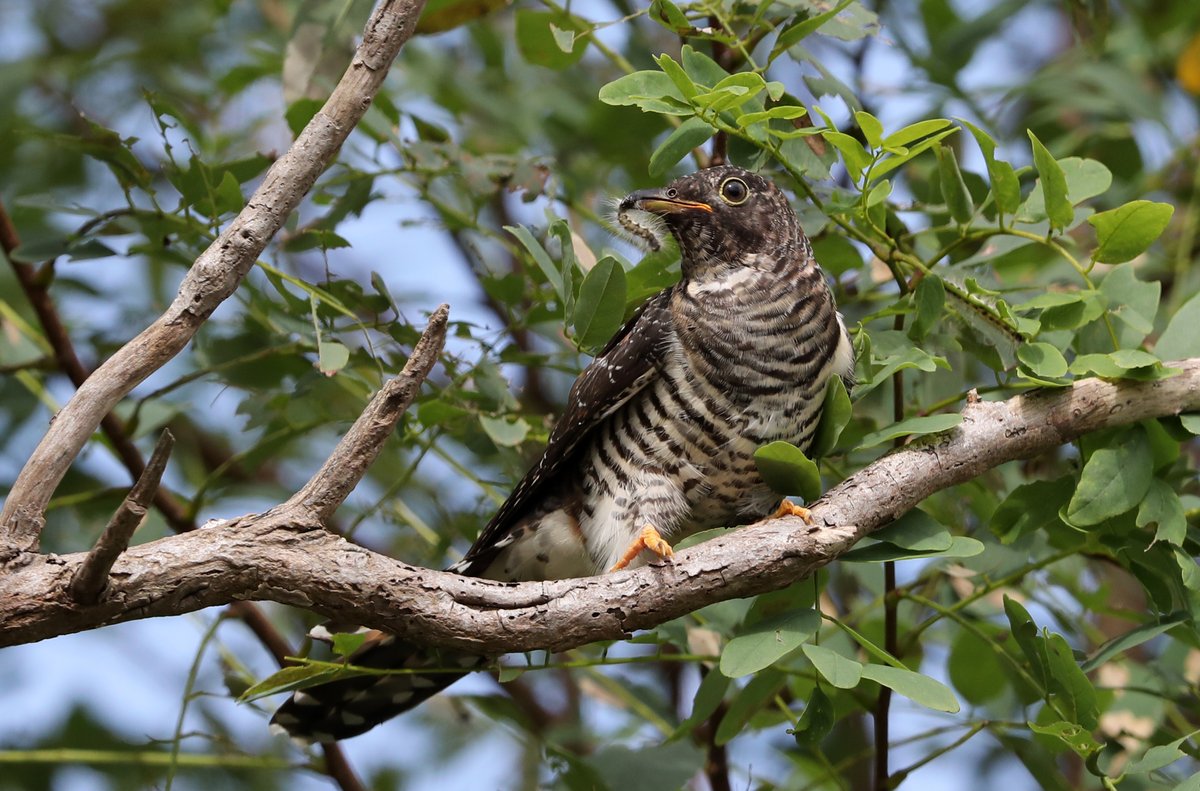 DiscoverKorea_'s tweet photo. #Lessercuckoo hunting caterpillar
#birds #birding #birdwatching #두견이 #두견새 #ホトトギス 

https://t.co/azh4hTyxa3 https://t.co/ZucRExIoXw
