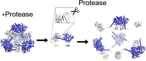 Designing Protease-Triggered Protein Cages #proteincages #proteases #proteindesign pubs.acs.org/doi/abs/10.102…