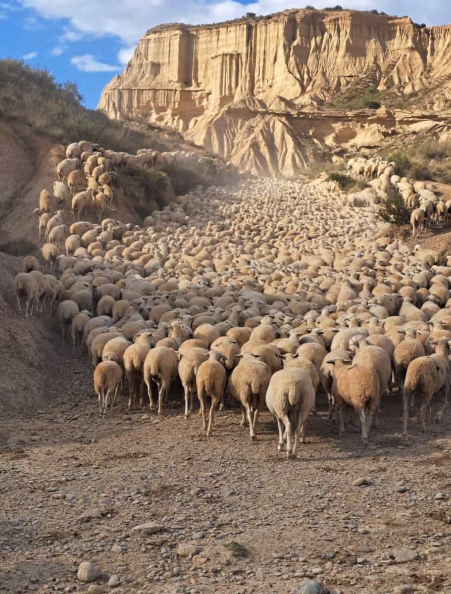 elsabaiao's tweet image. Los pastos roncaleses de alta montaña se complementan a partir de la semana que viene con los pastos de Bardenas a los que accedemos por derecho propio desde el siglo IX a través de la Cañada Real de los Roncaleses.
