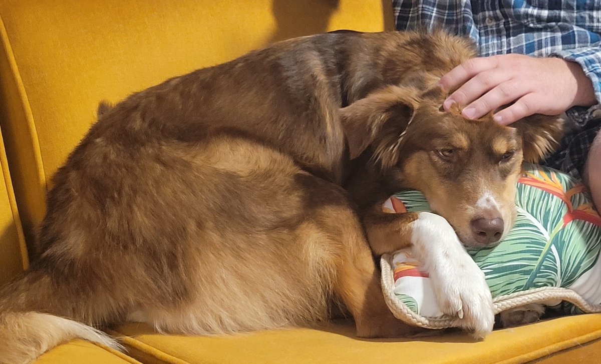 ChelseaPCross's tweet image. Wow these dogs are perfect in every way.